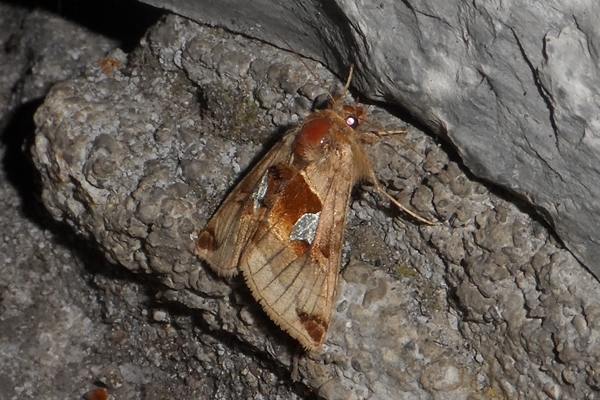 Autographa aemula, Noctuidae